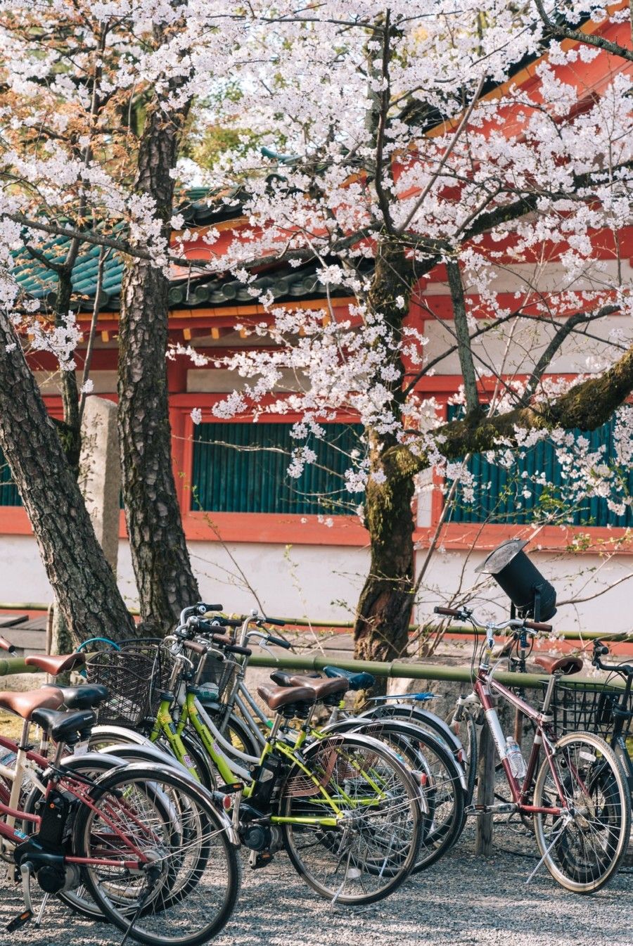 bicycles-parked-near-blossom-tree-during-daytime