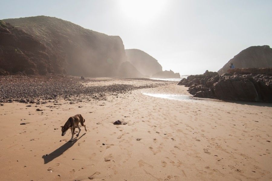 dog-walking-on-sand-seashore