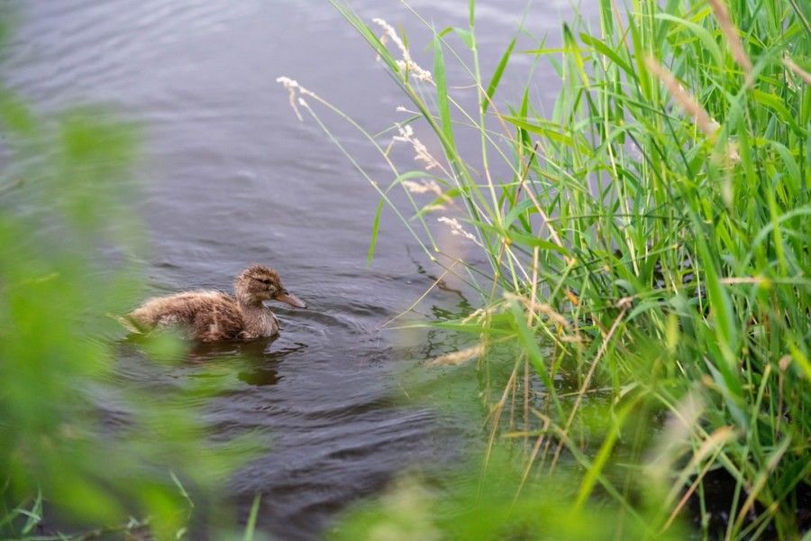 duckling-on-water