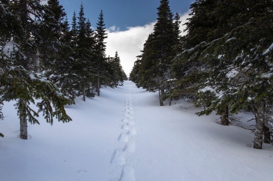 footstep-on-snow-surrounded-by-snow-covered-trees