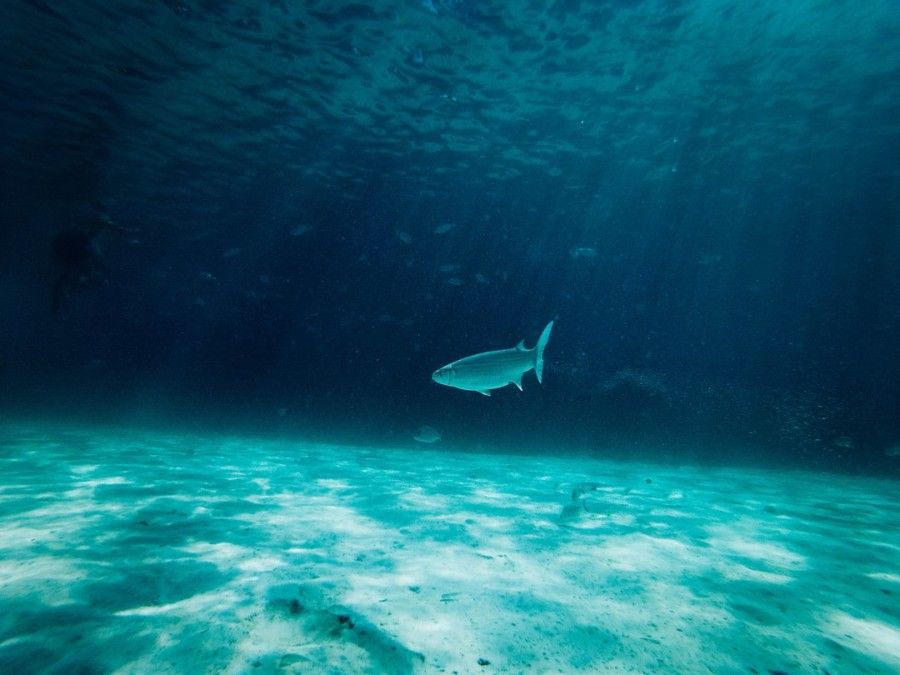 underwater-photography-of-white-fish