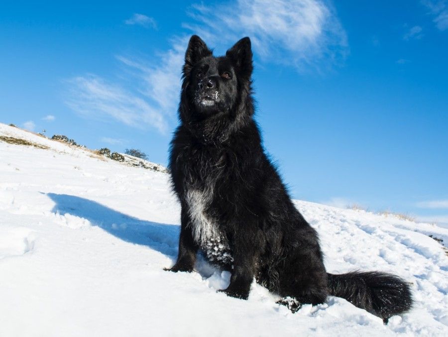 adult-black-belgian-sheepdog-sitting-on-snow-field-during-daytime