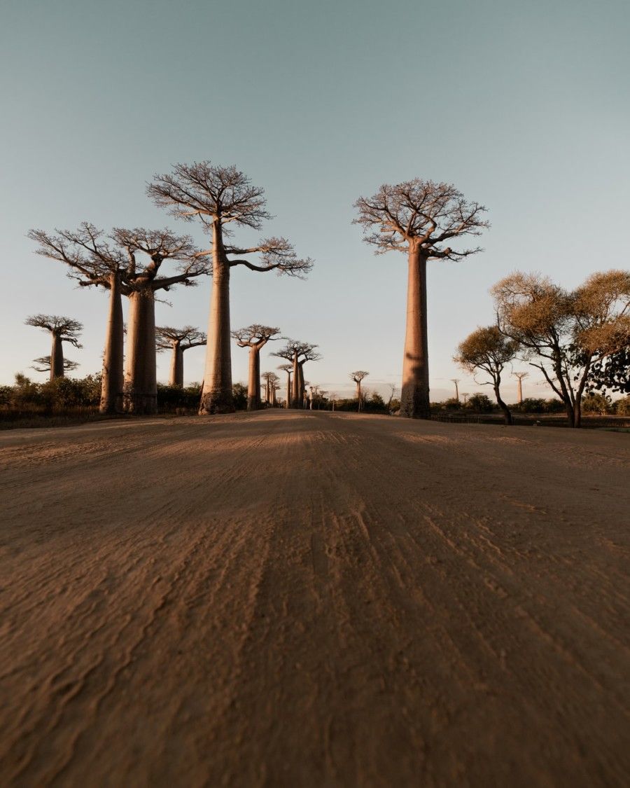 baobab-trees