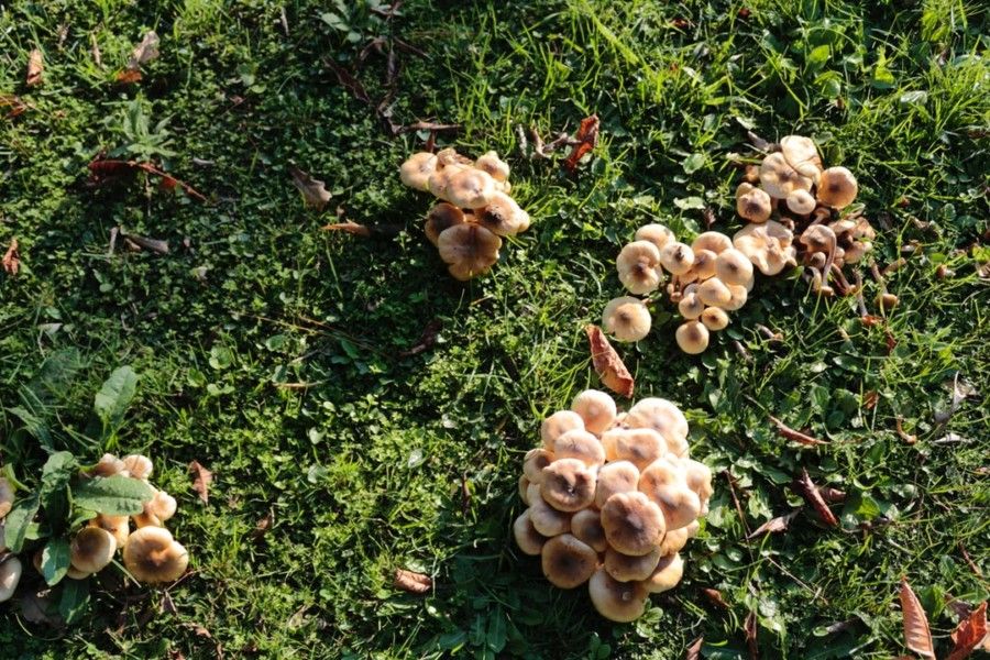 brown-and-white-mushroom