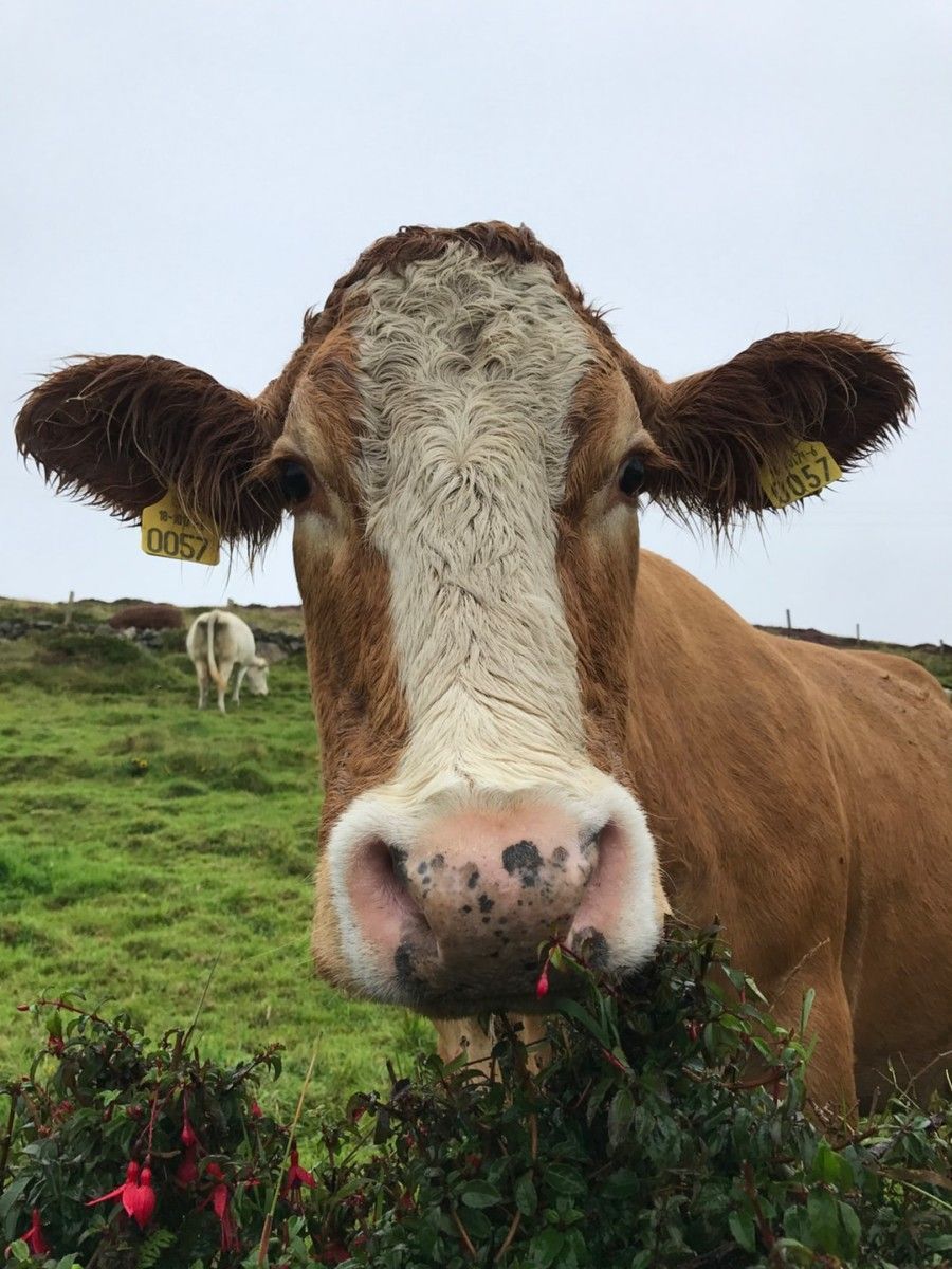 brown-and-white-cow-close-up-photography
