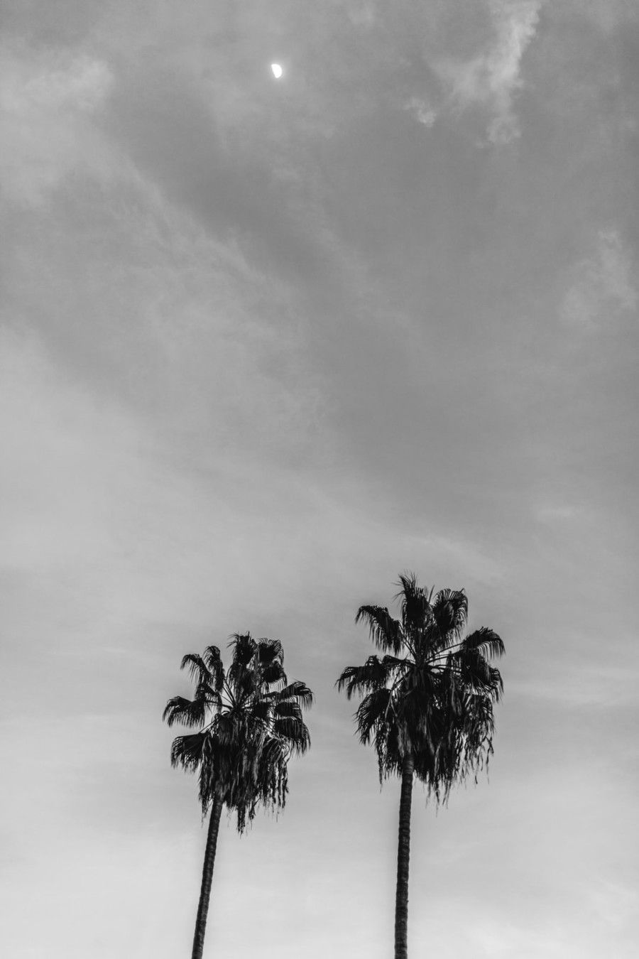 grayscale-photography-of-two-coconut-trees-under-cloudy-sky