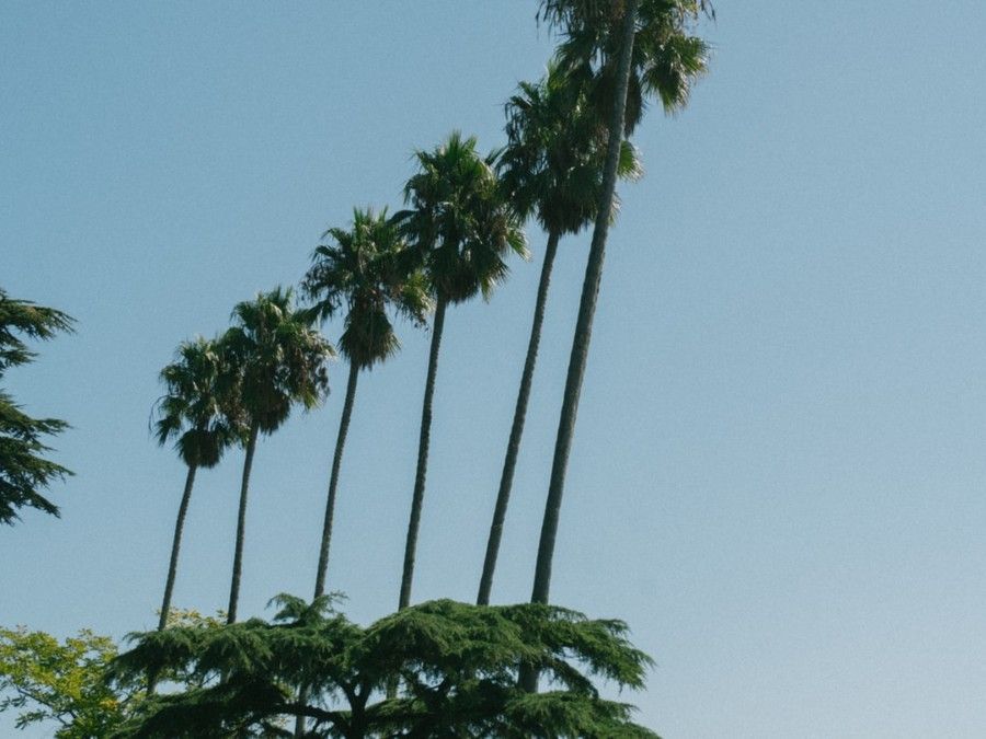 mexican-fan-palm-trees
