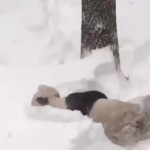 panda-rada-snegu