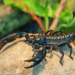 chernyj-tolstohvostyj-skorpion