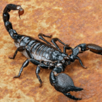 mozhno-li-umeret-ot-ukusa-skorpiona